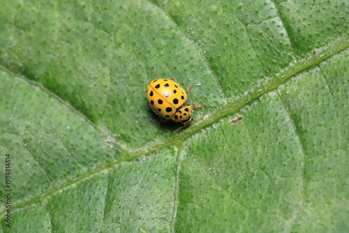 beautiful red ladybug leaf photo	