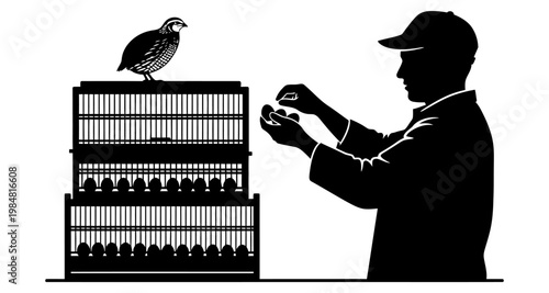 Farmer feeding quail with bird on cage during dawn silhouette