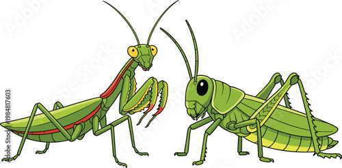 Praying Mantis and Grasshopper Illustration with Detailed Insect Characters for Biology Education, Nature Study, and Wildlife Design Concepts