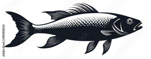 Black and white vector illustration of a fish with detailed scales and fins