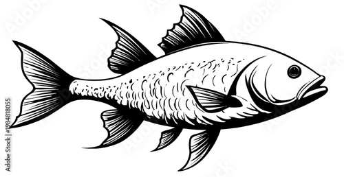 Vector illustration of a fish swimming to the right with detailed fins and scales