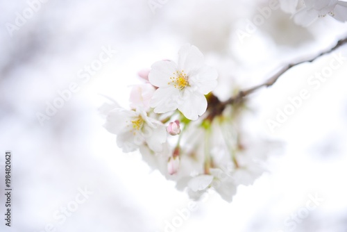 Canvas Print Delicate white cherry blossoms blooming on a branch, high key