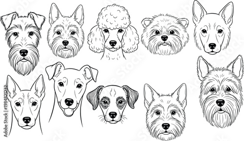 Detailed dog breed heads collection line art illustrations featuring poodle terrier and schnauzer for pet logos coloring books and designs