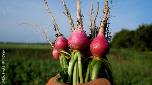 Freshly harvested ripe radishes in a farmer's hands against a green field background. Concept of organic vegetable growing, agriculture, and healthy natural food. Harvest season, farm work, and fresh