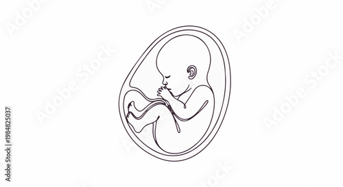 Black and white line art of a fetus inside an amniotic sac