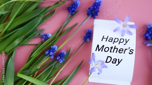 simple botanical arrangement with blue flowers on pink background