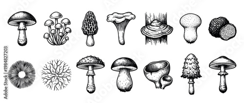 Collection of various hand-drawn mushrooms in a vintage engraving style, showcasing different species like morel, truffle, chanterelle, and amanita for botanical or mycological studies