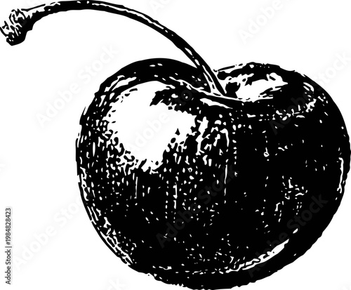 Detailed vintage cherry illustration with stem, fruit texture and shading