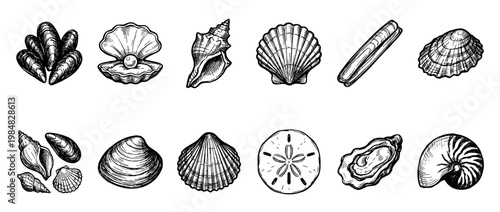 Detailed hand-drawn collection of diverse marine seashells and ocean creatures, including oysters, mussels, scallops, and conch shells, rendered in a classic vintage engraving style
