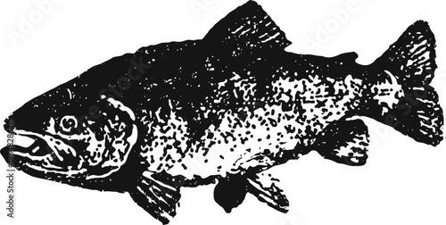 Detailed black and white illustration of a trout fish with scales and fins visible