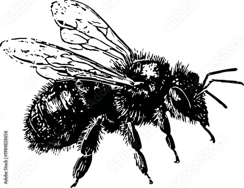 Detailed black and white illustration of a bee with wings and fuzzy body close up