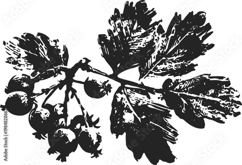 Black currant branch illustration with berries and leaves in vintage engraving drawing
