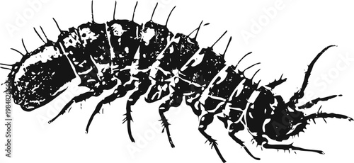 Close up black and white illustration of a segmented centipede with multiple legs and antennae