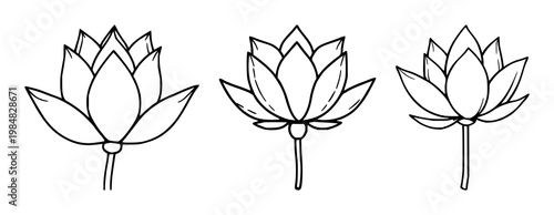 Lotus flower bud set with stylized black line art on white background featuring lotus, flower, bud with black line art and minimalism