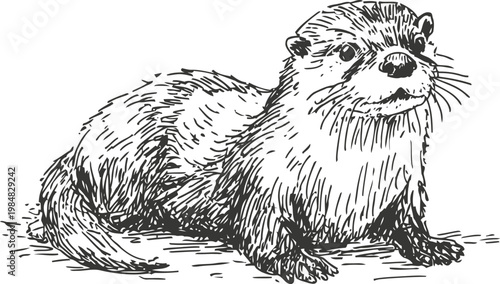 detailed hand drawn otter illustration resting on ground, wildlife sketch with fur texture and whiskers