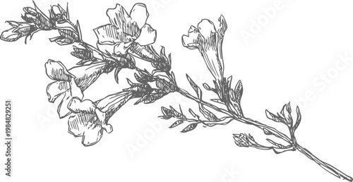 Elegant botanical illustration of slender flowering branch with trumpet shaped blossoms