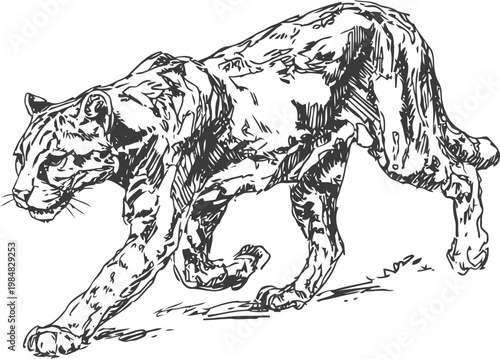 Sketch of a panther walking stealthily, black and white hand drawn wild cat illustration