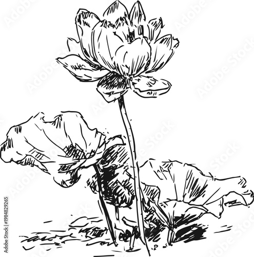 Hand drawn lotus flower with large leaves, botanical sketch in black ink line art