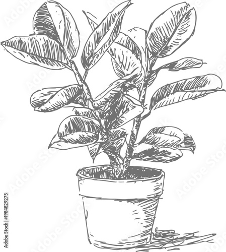 Potted houseplant with large leaves in clay pot indoor gardening and home decoration concept