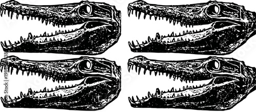 Detailed alligator skull illustration set with open jaws and sharp teeth, vintage engraving