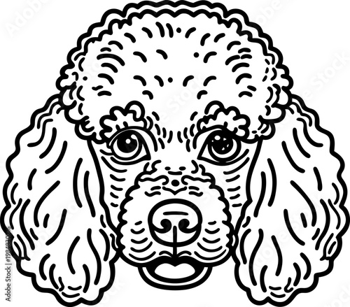 Poodle dog face line art curly fur detailed portrait, pet animal head drawing
