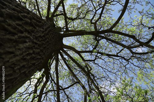 A low-angle view up a large tree trunk to its sprawling branches dotted with ...