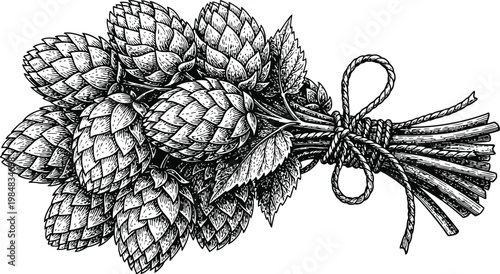 Bundle of freshly harvested hops with leaves tied with twine in a detailed engraving style
