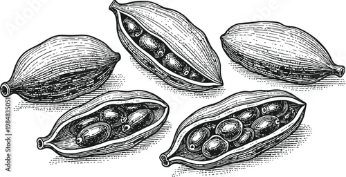 Cardamom pods with seeds in a detailed engraving style for culinary or medicinal use
