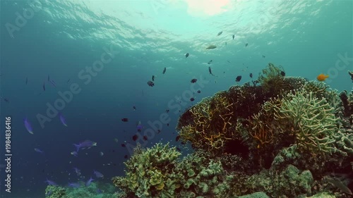 Tropical fishes and coral reef at diving. Underwater world with corals and tropical fishes. Philippines.