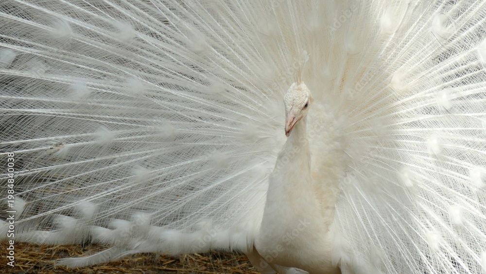 Fotografie albino peacock