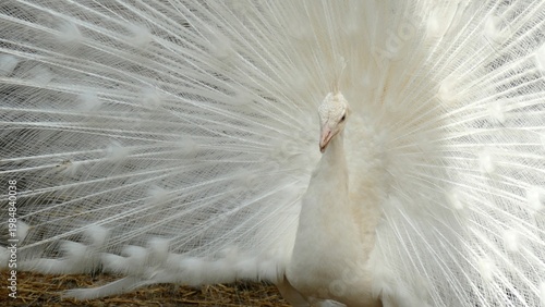 Fotografie albino peacock