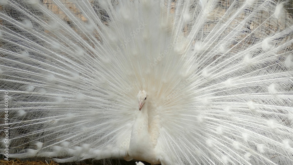Fotografie albino peacock with a spread tail