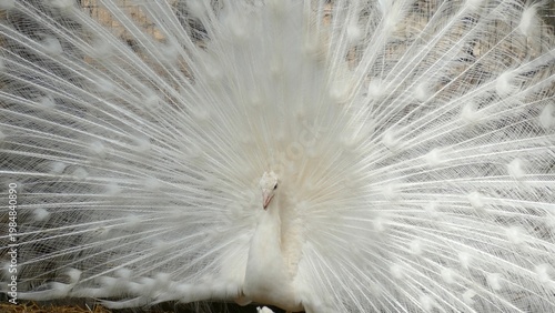 Принти на полотні albino peacock with a spread tail