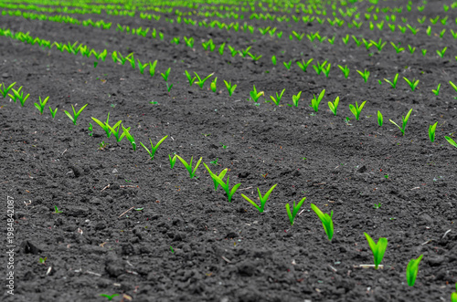 Close-up of young corn maize seedling emerging from soil. Agriculture and early growth stage
