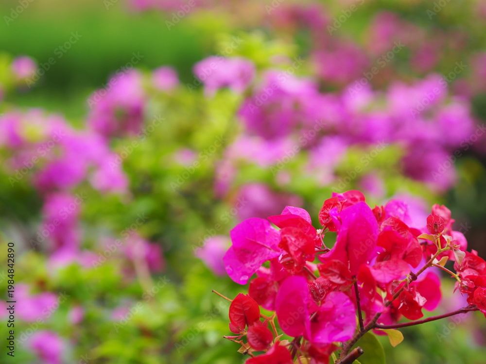 Obraz premium A beautiful close-up of purple bougainvillea blooming in a spring garden showcases the vibrant colors and delicate petals of nature in full floral bloom