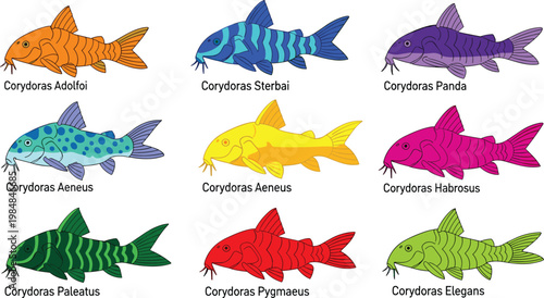 Corydoras catfish species colorful aquatic freshwater fish flat icon set