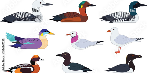 Loon and grebe species colorful aquatic waterfowl wildlife flat icon set
