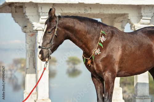 portrait of beautiful black Marwari mare in traditional jewelry  posing near beautiful  lake  at sunny morning. India