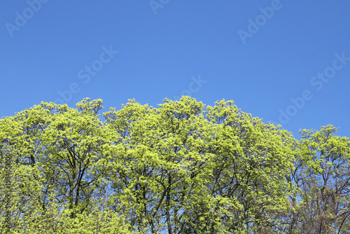 A vibrant spring tree canopy displays fresh yellow-green leaves against a dee...