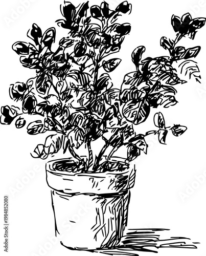 Black and white ink sketch of a potted plant with leaves and branches in a clay pot
