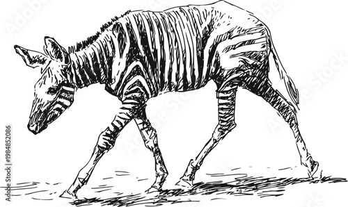 Okapi walking with head lowered rare forest giraffe relative, unique striped pattern on legs and hindquarters