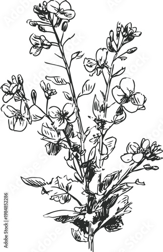 Hand drawn botanical illustration of flowering plant with leaves and small blooms on stems