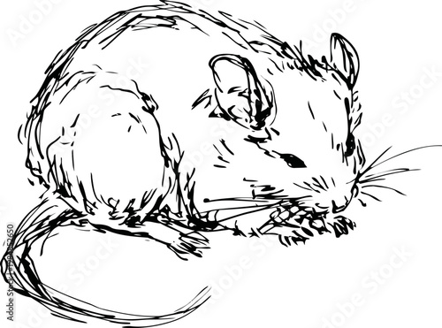 Sketch of a small mouse eating a seed black and white line drawing illustration of a rodent with detailed fur and whiskers