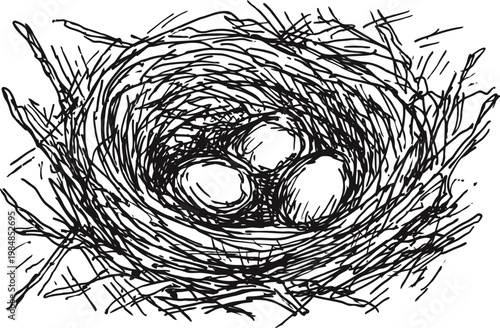 hand drawn bird nest with three eggs nature wildlife illustration in sketch