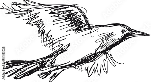hand drawn flying bird sketch with outstretched wings, dynamic black ink illustration on white background