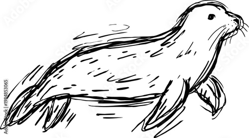 hand drawn sketch of a swimming seal with streamlined body and flippers