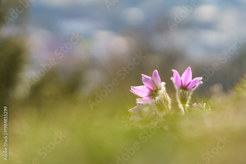 Küchenschelle, Kuhschelle, Pulsatilla vulgaris