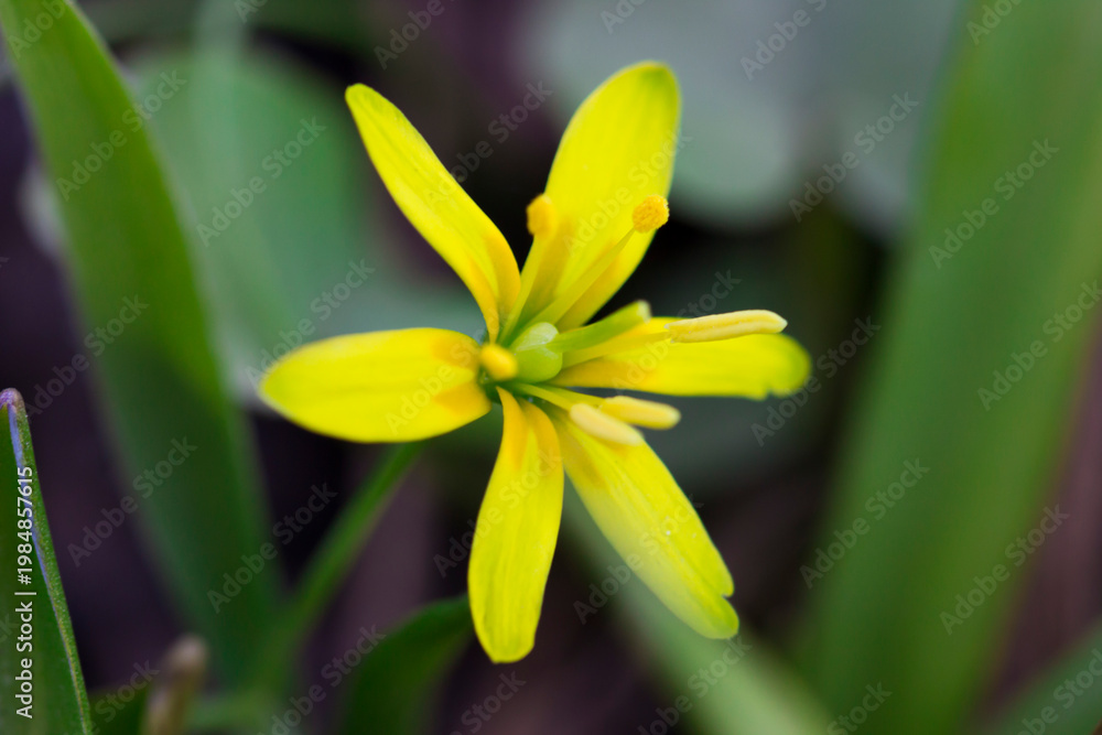Obraz premium Gagea lutea: bright yellow star blooms close‑up