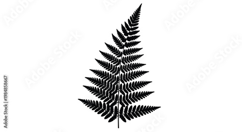 A striking black and white silhouette of a single fern frond