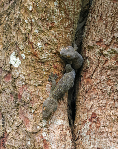 Tokay gecko resting in daylight.